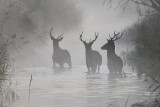 Lubuskie jelenie spotkane w mglisty, mroźny poranek. Dziś nie zobaczycie lepszych zdjęć! Zobaczcie fotografie Łukasza Szewczyka