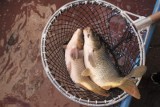 Ceny ryb na łowiskach i w gospodarstwach rybackich w sezonie 2022. Po ile karp, sandacz, okoń i leszcz?
