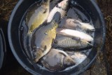 Ceny ryb na łowiskach i w gospodarstwach rybackich w sezonie 2022. Po ile karp, sandacz, leszcz, lin i okoń?