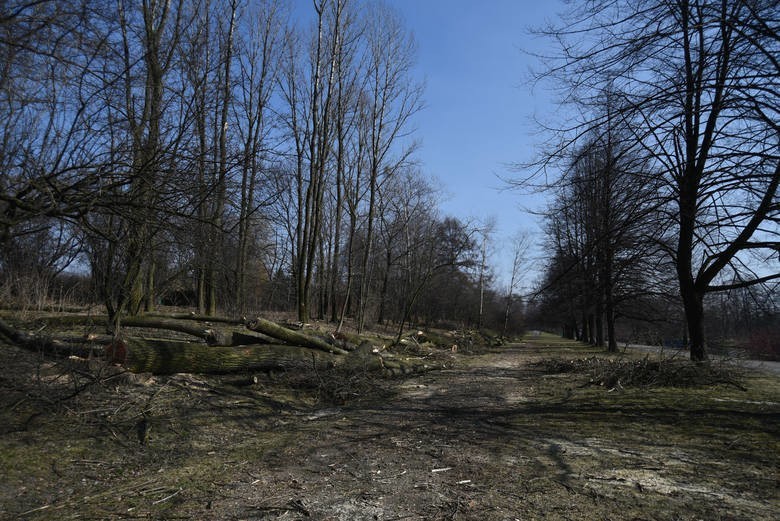 Od początku roku trwa ogólnopolska wycinka drzew