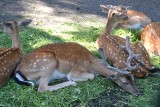 Park Kuronia to idealne miejsce do odpoczynku. Sosnowiczanie korzystają z tężni solankowej. Jest też nowa fontanna w stawie i park linowy