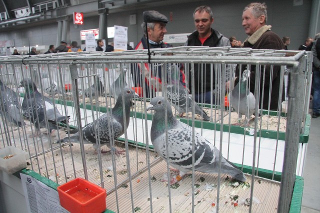 W sobotę w Targach Kielce rozpoczęła się 49. Okręgowa Wystawa Gołębi Pocztowych oraz Świętokrzyska Wystawa Królików. Odwiedzający mają okazję zobaczyć ponad 900 królików oraz 1500 gołębi pocztowych i rasowych.>>>WIĘCEJ NA KOLEJNYCH SLAJDACH