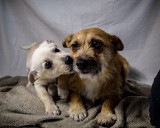 Jutro Dzień Kundelka. Możesz mieć swojego. Psy ze schroniska w Radomiu do adopcji. Zobacz, jakie są piękne i niepowtarzalne [ZDJĘCIA]