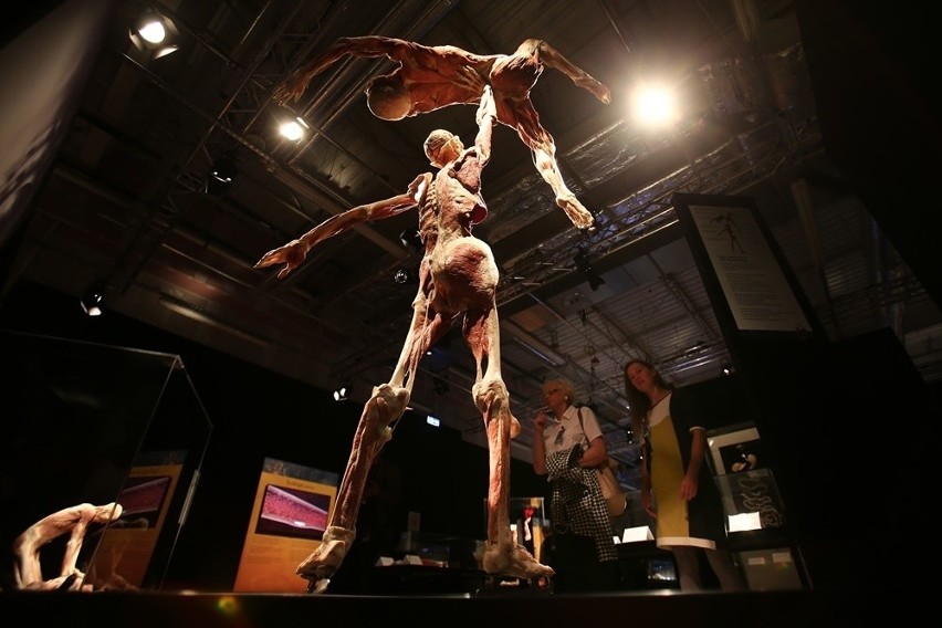 Wystawa ludzkich ciał Body Worlds w Katowicach od 10 lutego