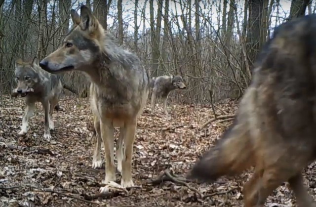 Z obserwacji specjalistów wynika, że wilki pod Swarzędzem, które miały atakować i porywać do lasu zwierzęta domowe, przede wszystkim psy i koty, są właśnie zarażone świerzbowcem.