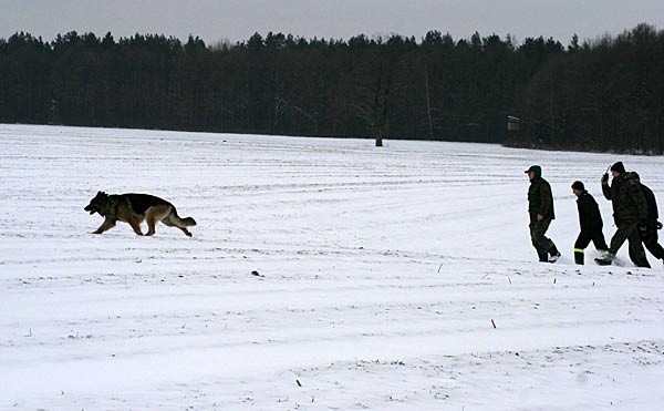 Śmiglowiec szuka zaginionego w Chalupkach Chotynieckich k....