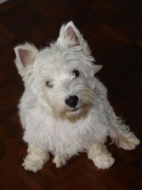 West highland white terrier