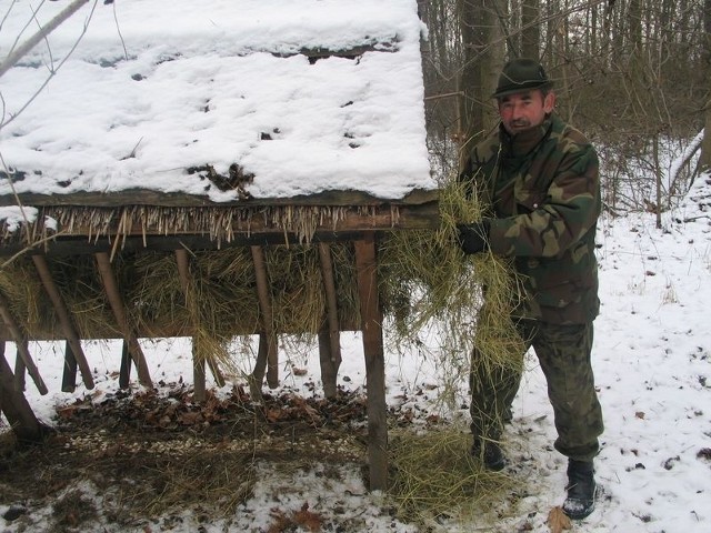 Siano do paśników, jest dowożone kilka razy w tygodniu &#8211; zapewnia Ryszard Madej, rzecznik Koła Łowieckiego "Nadwiślańskie&#8221; w Tarnobrzegu.