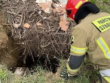 Strażacy ratowali psa uwięzionego w dole w gminie Obrazów. Zobaczcie zdjęcia