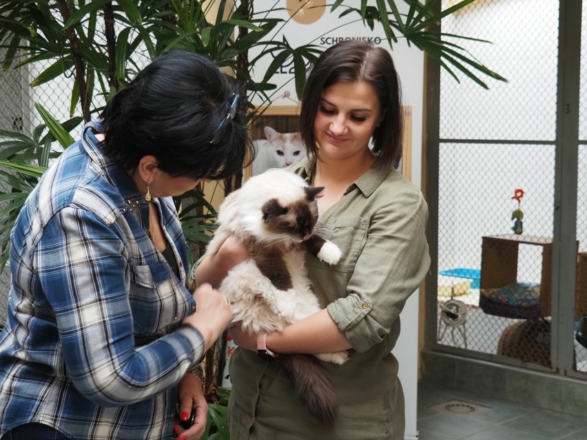 Schroniskowa kociarnia z nowymi przestrzeniami. W Łodzi w schronisku dla zwierząt na dom czeka około 50 kotów  WIDEO