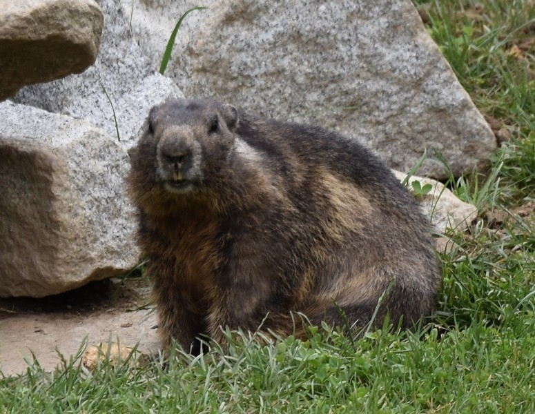 Zakopane. Pod Tatrami ruszy zoo ze... świstakami [GALERIA ZDJĘĆ]