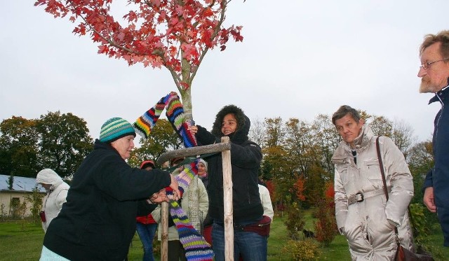 Migawka z dekorowania szalem klonu Redpointe® w parku przy DPS Gołuszyce.