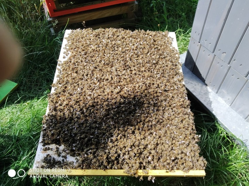 Paweł Kukiz stracił pszczelą rodzinę: "Pszczoły padły, bo zbierały miód na świeżo opryskanym użytku"