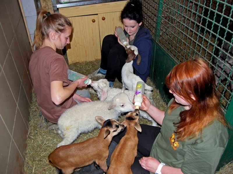 Wrocław: Mały osiołek, kucyk, owieczki i kózki we wrocławskim zoo (ZDJĘCIA)