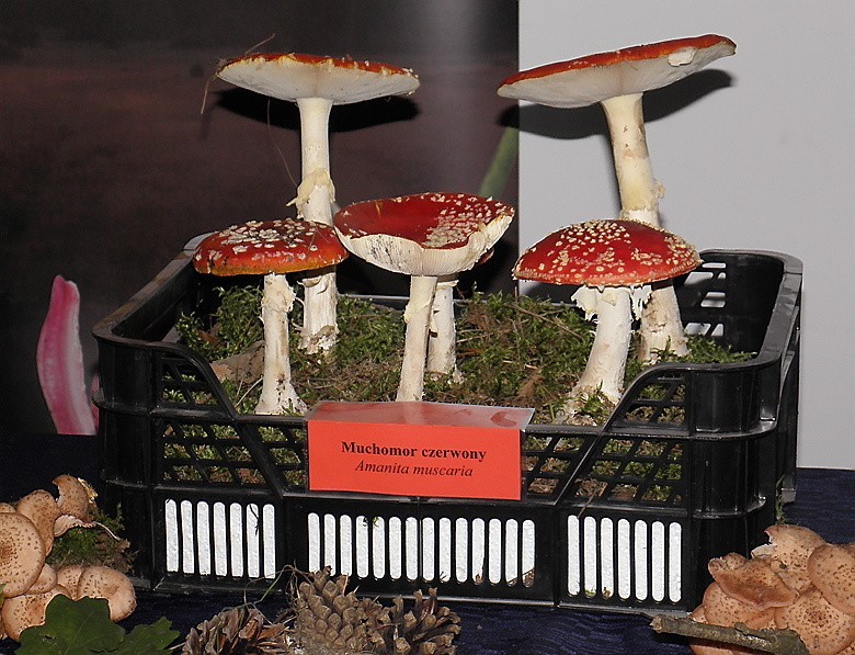 Brodnica. Wystawa grzybów w BDK