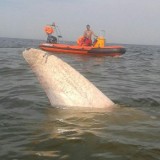 W Stegnie znaleziono martwego wieloryba [ZDJĘCIA, WIDEO]