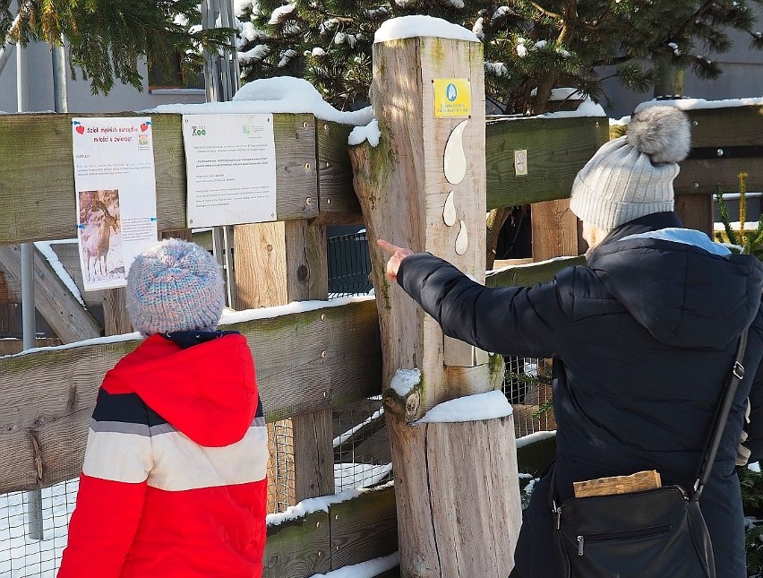 W Dzień Zakochanych zoo przemierzyły setki łodzian, także szlakiem "męskich narządów miłości u zwierząt"