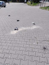 Otrute gołębie na parkingu przy "Batorym" w Gdyni. Mieszkańcy oburzeni, truciciela już szuka policja 