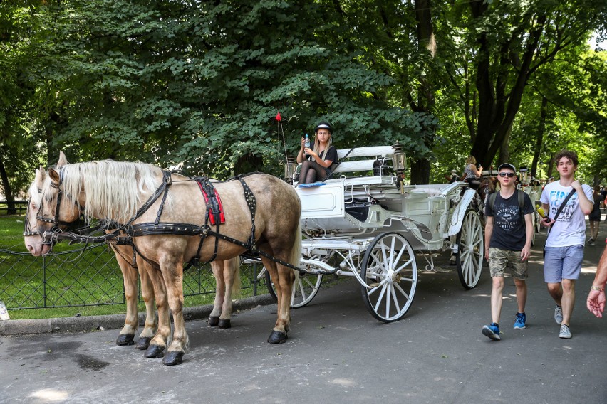 Kraków. Dlaczego dorożki teraz stoją na Plantach? [ZDJĘCIA]