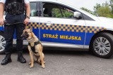 Czworonożna "funkcjonariuszka" straży miejskiej w Częstochowie ponownie wywąchała narkotyki