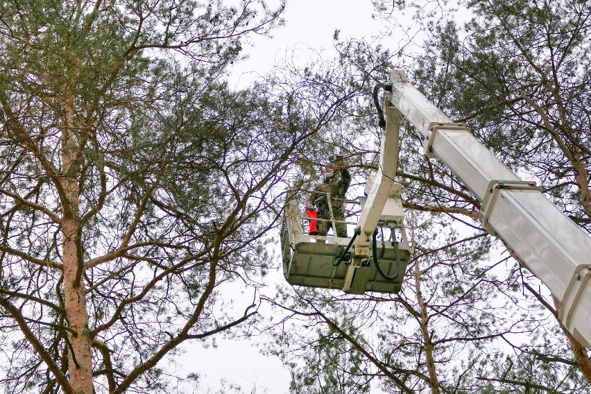 Kto skrzywił las pod Gryfinem? Odpowiedzą nam szyszki? Zobacz zdjęcia i wideo