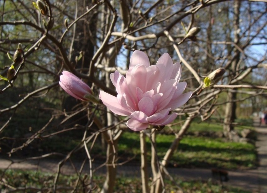 Płatki kwiatów magnolii gwiaździstej najczęściej ułożone są...