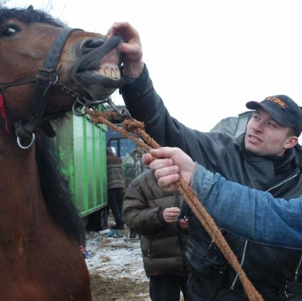 Kilkanaście tysięcy ludzi i około tysiąc koni przyprowadzono wczoraj do Skaryszewa na targi końskie, popularnie nazywane Wstępami.
