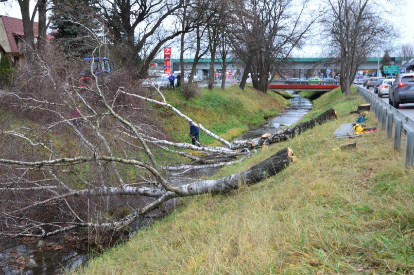 Myślenice. Mieszkańcy miasta alarmują w sprawie wycinki drzew. Tym razem w korycie rzeki Bysinki