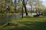 Wiosna zdominowała park im. Jacka Kuronia w Sosnowcu. Zobacz zdjęcia 