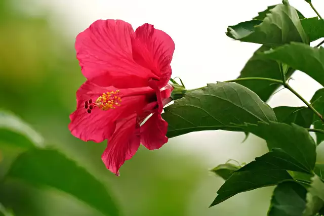 Ketmia, róża chińska oraz hibiskus domowy to różne nazwy tej samej rośliny.