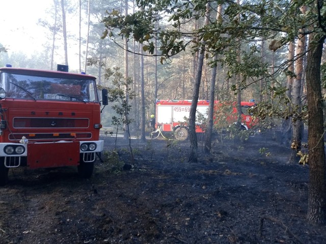 Ogień zajął wiele hektarów lasów w powiecie przysuskim