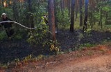 Duże zagrożenie pożarowe w lasach naszego regionu. IMGW ostrzega: zachowajmy szczególną ostrożność!