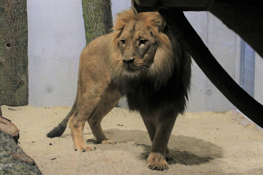 Do zoo w Opolu przyjechały w tym roku dwa lwy i tygrys....