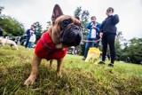 Miłośnicy psów boją się mandatów. Ci co „szarżują”, mogą zapłacić nawet 1000 złotych grzywny