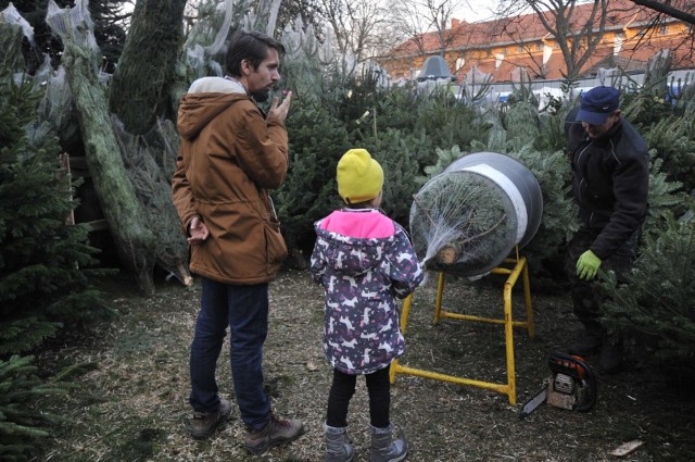 Opolskie. Rozpoczęła się sprzedaż choinek na Boże Narodzenie 2020. Ceny choinek 2020