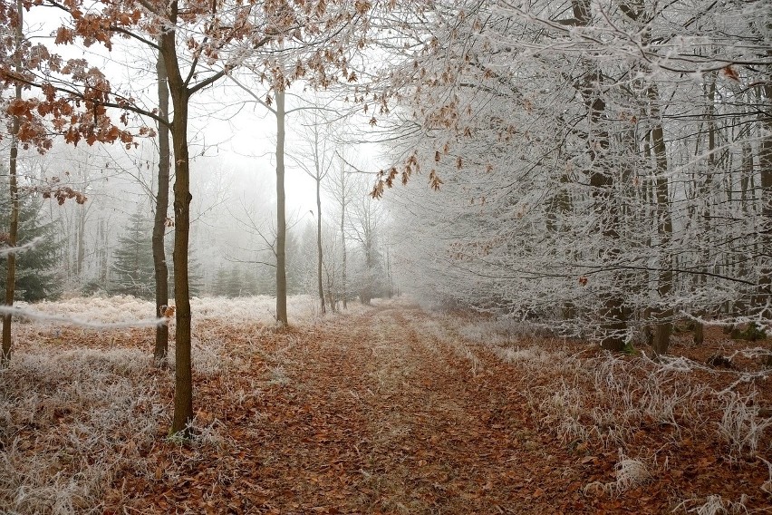 Rekord zimna w Polsce padł w Świętokrzyskiem. Temperatura przy gruncie w Bodzentynie 35,6 stopni poniżej zera
