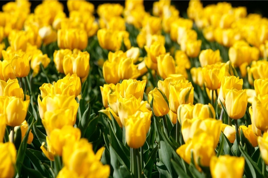 Milion kwiatów złoży się na wizerunek Papieża Polaka.