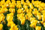 Kanonizacja Jana Pawła II. Z miliona tulipanów powstanie wizerunek Papieża Polaka 