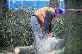 Rząd szykuje zmiany w prawie - będą nowe przepisy dotyczące wycinki drzew