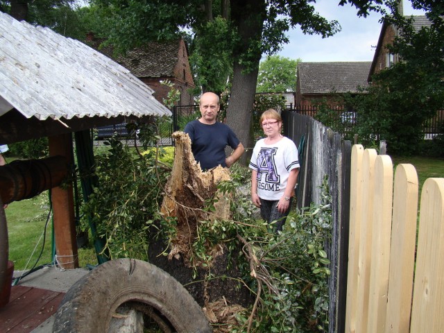 Alina Salicka i Piotr Nyka przed złamanym pniem brzozy, na którym było gniazdo. Nowy bociani dom stanie w tym samym miejscu