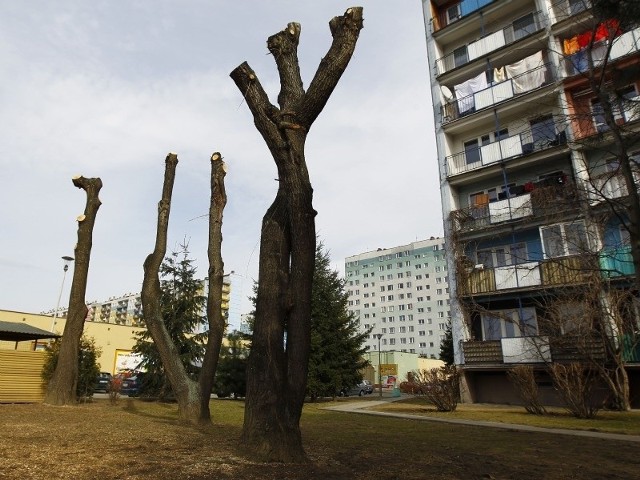 Tak po wiosennej pielęgnacji wyglądają drzewa za blokiem nr 24