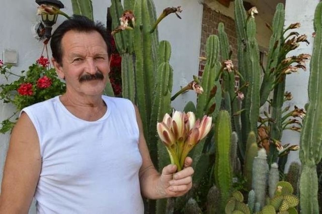 18 lat cierpliwie czekał, aż na jego kaktusie pojawi się kwiat- Największe cereusy w ogrodzie sięgają prawie 3 metrów, a najstarsze mają po 46 lat – chwali się pan Ferdynand.