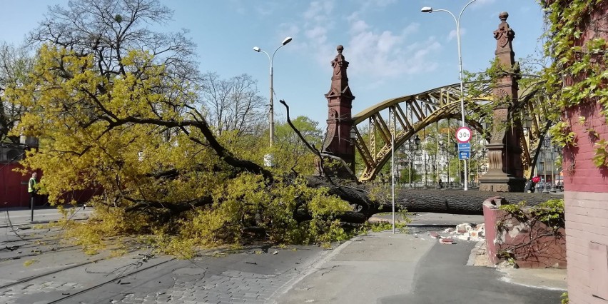 Wrocław: Potężne drzewo spadło na most Zwierzyniecki