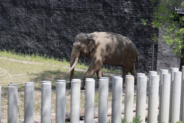 Słoń Aleksander, pierwszy lokator  budującego się Orientarium, zaprezentuje się  po raz pierwszy publiczności w najbliższą niedzielę 15 sierpnia. Łódzkie zoo będzie wtedy obchodzić „Światowy Dzień Słonia”. To wyjątkowa okazja, by zobaczyć pierwszego mieszkańca nowej słoniarni.