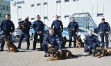 "Gliniarze" bez mundurów ćwiczą formę. Zobacz, jak wyglądało szkolenie policyjnych psów w Suwałkach (zdjęcia)