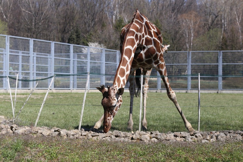 Zoo w Chorzowie otwarte od 1 czerwca. Zobaczcie zwierzaki,...