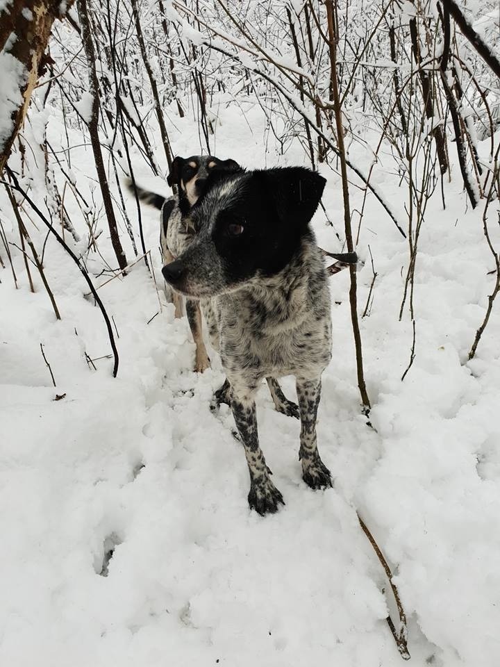 Aktywiści zablokowali polowanie na granicy Bytomia i...