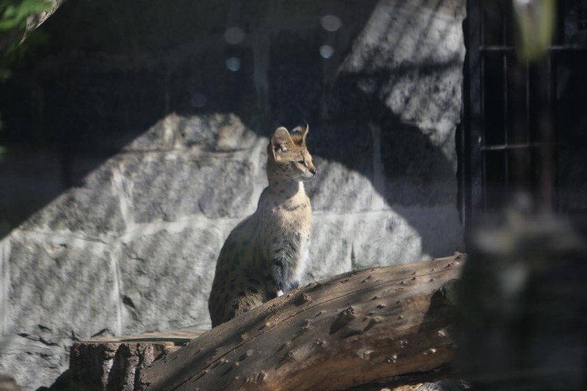 Śląski Ogród Zoologiczny - od 1 maja otwarty jest dłużej