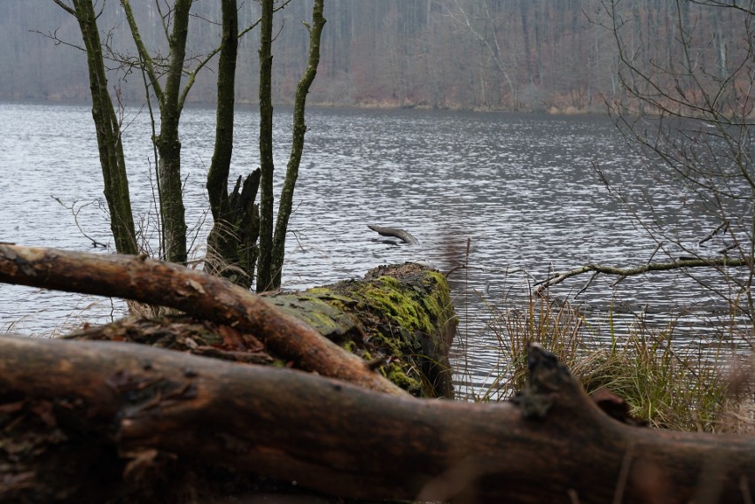 Jezioro Orle to część obszaru Natura 2000.