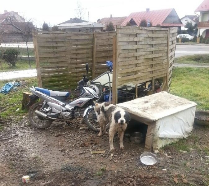 W Bliznem właściciel zostawił psy na dwa tygodnie bez jedzenia i wody. Grozi mu do dwóch lat więzienia [ZDJĘCIA]